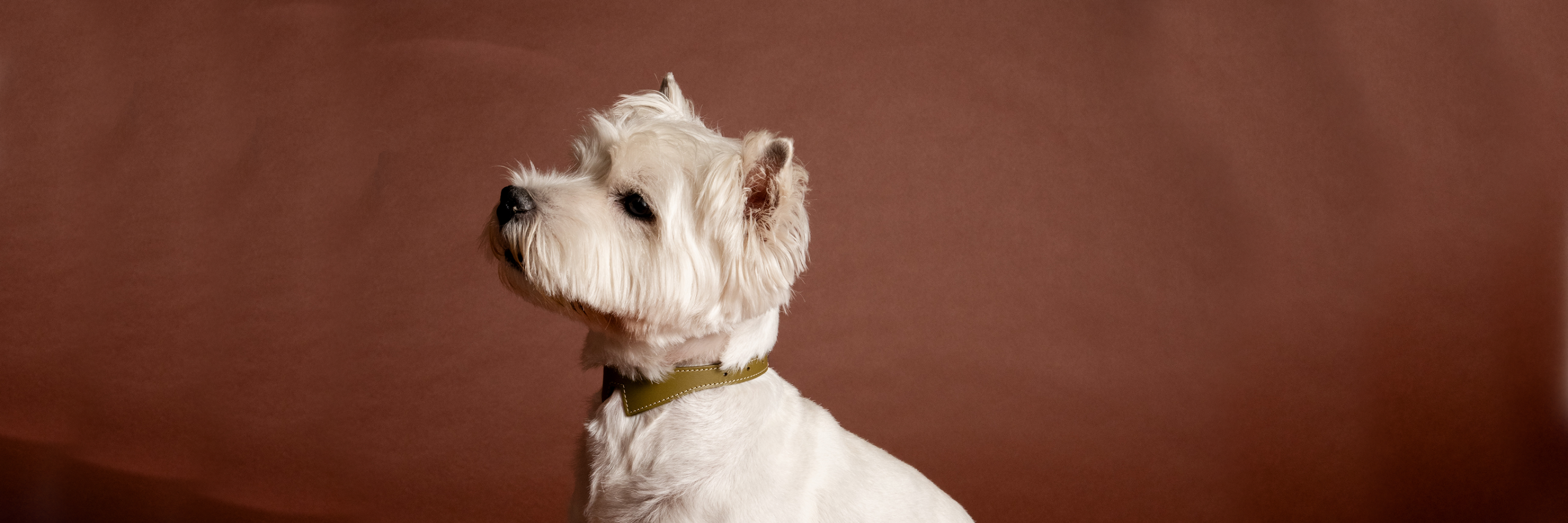 Les Colliers et laisses pour chiens