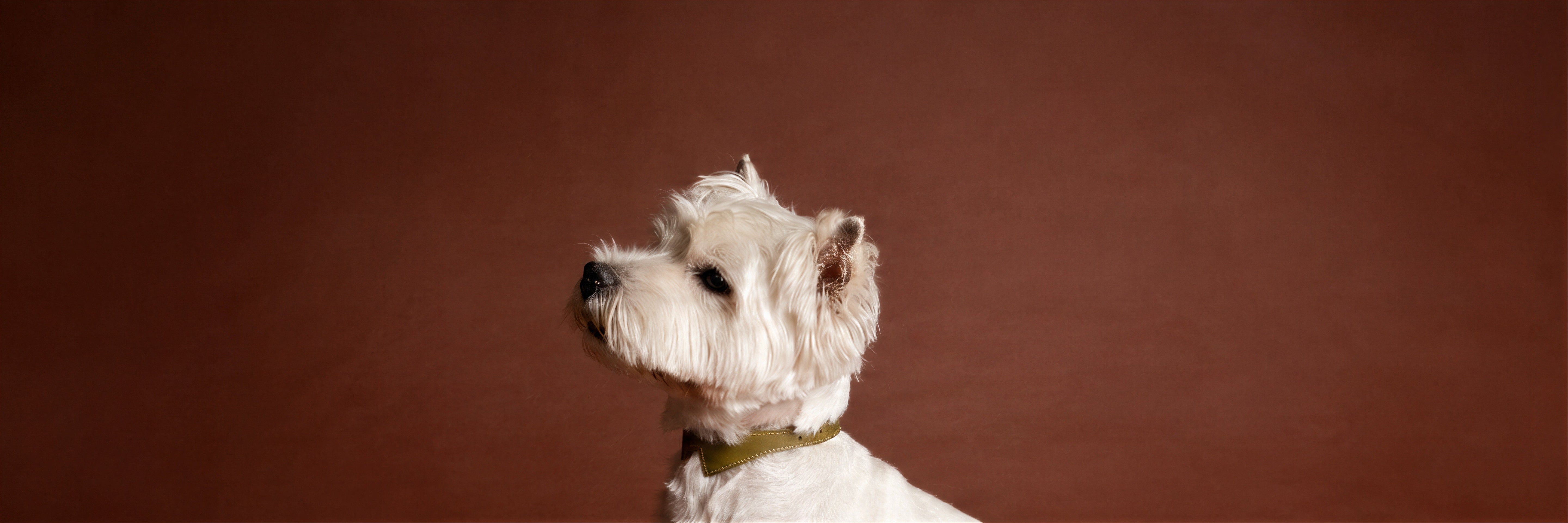 Les Colliers et laisses pour chiens